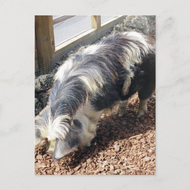 Kunekune Pig Postkarte (Vorderseite)