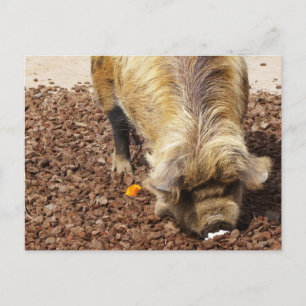 Kunekune Pig Postkarte