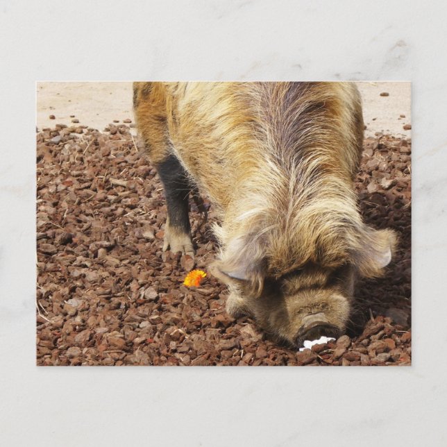 Kunekune Pig Postkarte (Vorderseite)