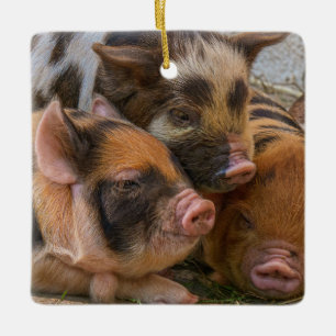 KuneKune Piglets Keramikornament