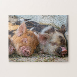 KuneKune Piglets Puzzle