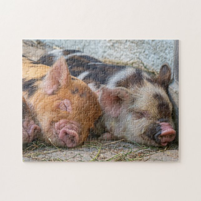 KuneKune Piglets Puzzle (Horizontal)