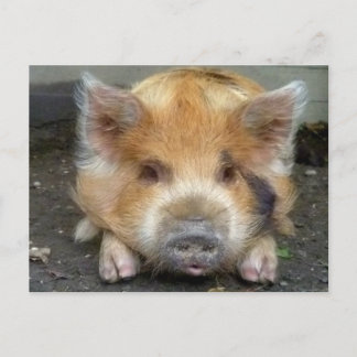 KuneKune Pigs Postkarte