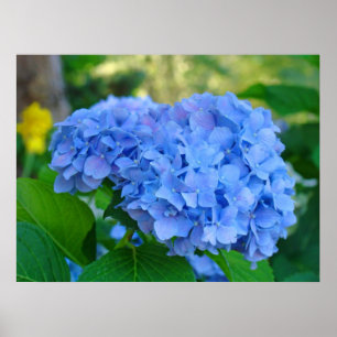 Kunst-Druck-Geschenkeblauer Hydrangea-Blumengarten Poster