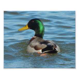 Kunst-Druck: Stockenten-Ente Fotodruck