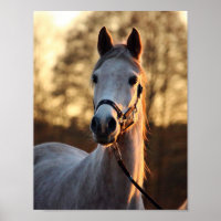 Kunst für Pferde Liebhaber des Fotos
