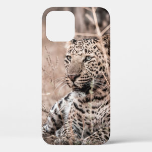 Kunstbild von Großem wilden männlichen Leopard ode Case-Mate iPhone Hülle