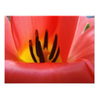 Kunstdrucke von Fine Art Fotografy, Red Tulip Blum