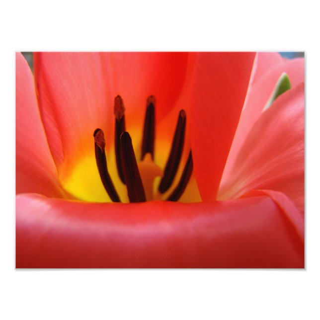 Kunstdrucke von Fine Art Fotografy, Red Tulip Blum Fotodruck (Vorne)