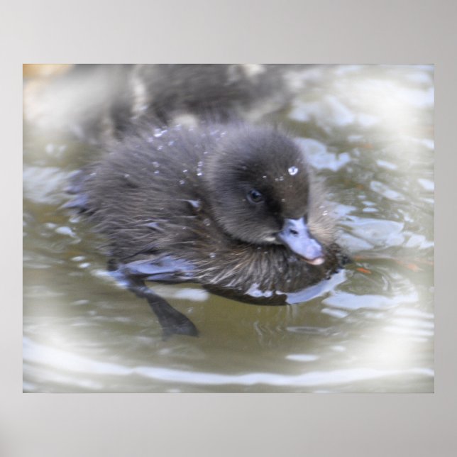 Kunstdruckerei: Schwarzes Duckling Poster (Vorne)