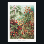 Künstlerische Vintage Illustration Natur Ernst Hae Poster<br><div class="desc">Künstlerische Vintage Illustration Natur Ernst Haeckel Poster</div>