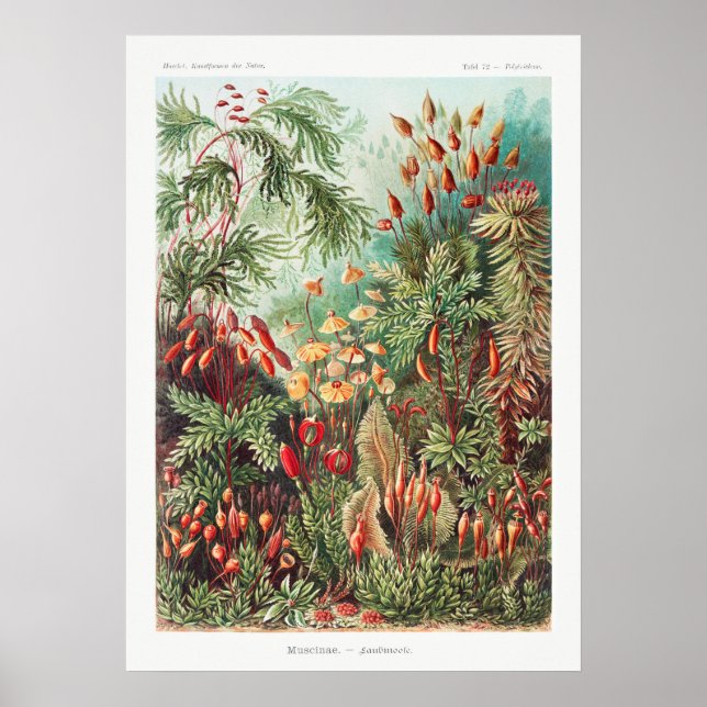 Künstlerische Vintage Illustration Natur Ernst Hae Poster (Vorne)
