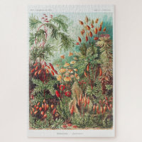 Künstlerische Vintage Illustration Natur Ernst Hae