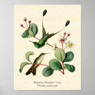 Kunstposter Booted Racket Tail Kolibris Poster