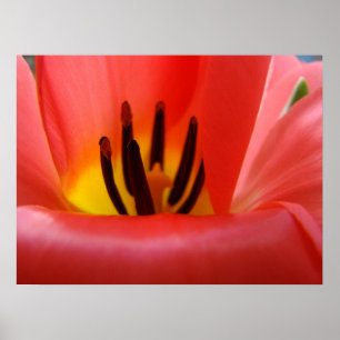 Kunstvolle Drucke Rote Tulpen Blumen Floral Frühli