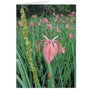 Kupfer Iris