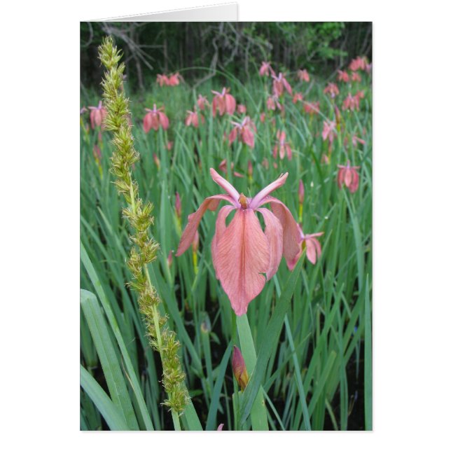 Kupfer Iris (Vorne)