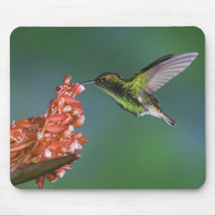 Kupferköpfiger Smaragd, Elvira cupreiceps, Mousepad