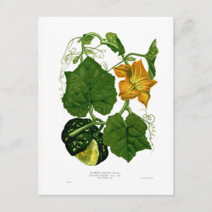 Kürbis (Cucurbita maxima) Postkarte
