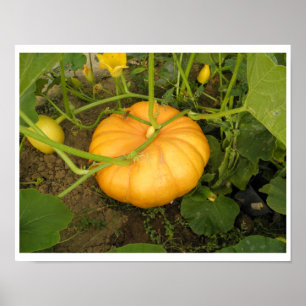 Kürbis im Garten Poster