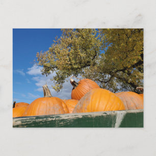 Kürbis Postkarte
