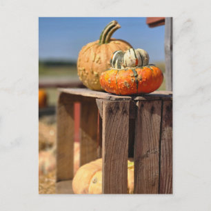 Kürbis- und Gourd-Karte Postkarte