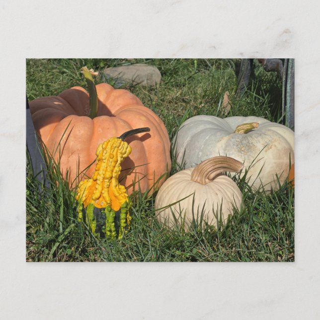Kürbis und Kürbis Postkarte (Vorderseite)