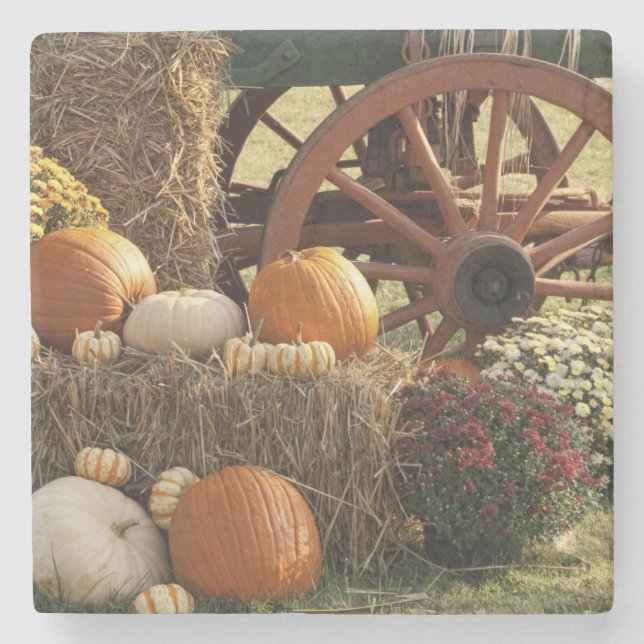 Kürbis und Mummeranzeige im Herbst Steinuntersetzer (Vorderseite)