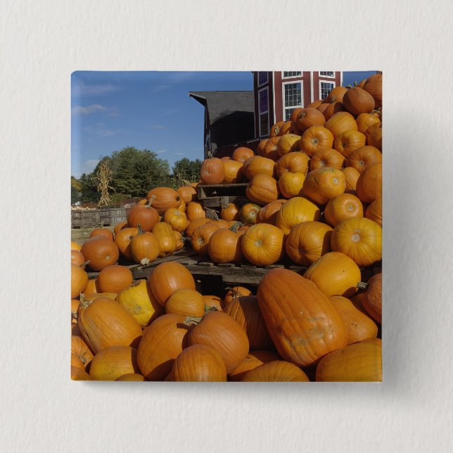 Kürbise auf Bauernhof im Herbst nahe Button (Vorderseite)