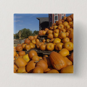 Kürbise auf Bauernhof im Herbst nahe Button