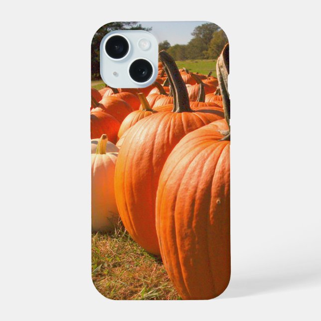Kürbisernte, Kürbisse auf dem Kürbisfeld iPhone 15 Hülle (Rückseite)