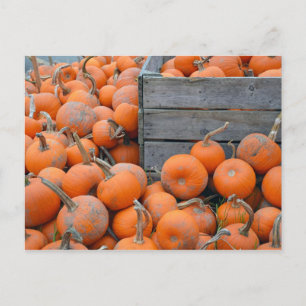 Kürbisfarm-Postkarte Postkarte