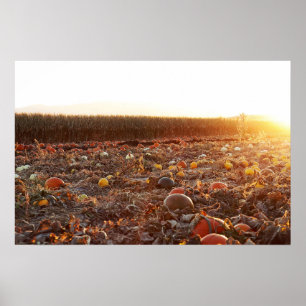 Kürbisfeld Sonnenuntergang C Poster