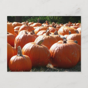 Kürbisfoto für Herbst, Halloween oder Erntedankfes Feiertagspostkarte