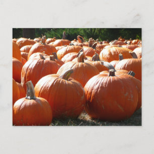 Kürbisfoto für Herbst, Halloween oder Erntedankfes Postkarte