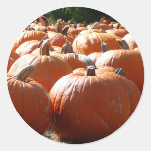 Kürbisfoto für Herbst, Halloween oder Erntedankfes Runder Aufkleber