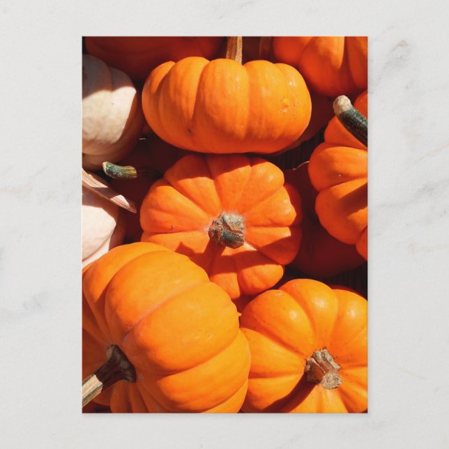 Kürbishalloween Kürbislaterne-Orangenkürbis Postkarte (Vorderseite)