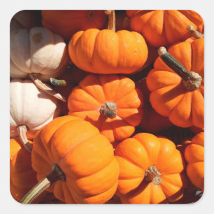 Kürbishalloween Kürbislaterne-Orangenkürbis Quadratischer Aufkleber