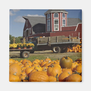 Kürbisse auf einem Bauernhof im Herbst in der Nähe Magnet