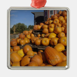 Kürbisse auf einem Bauernhof im Herbst nahe Concor Ornament Aus Metall
