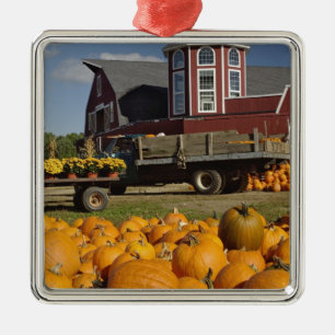 Kürbisse auf einem Bauernhof im Herbst nahe Concor Silbernes Ornament