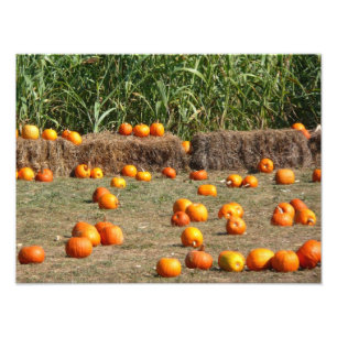 Kürbisse, Mais und Heu Herbst Ernte Fotografie