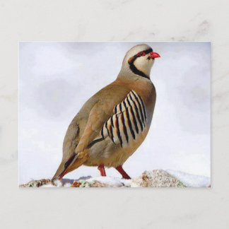 Kurdisch Partridge Postcard Postkarte