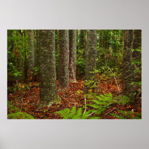 Kuri-Bäume  Neuseeland Poster