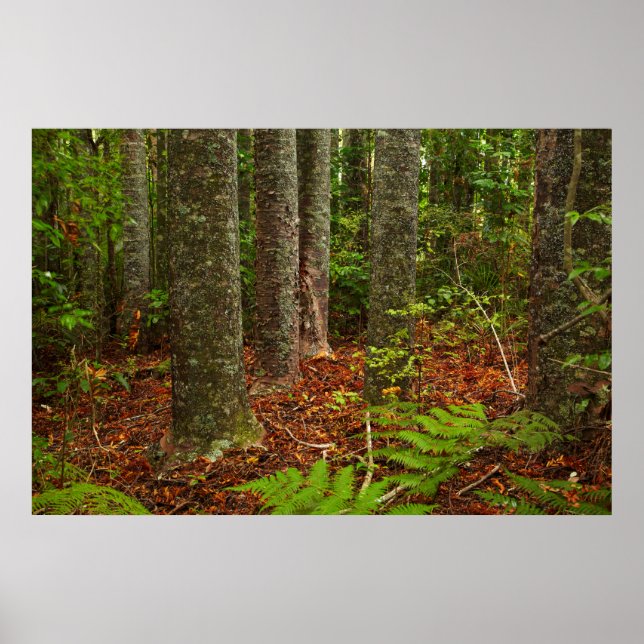 Kuri Bäume | Neuseeland Poster (Vorne)