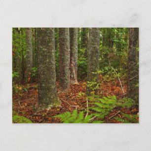Kuri-Bäume Neuseeland Postkarte