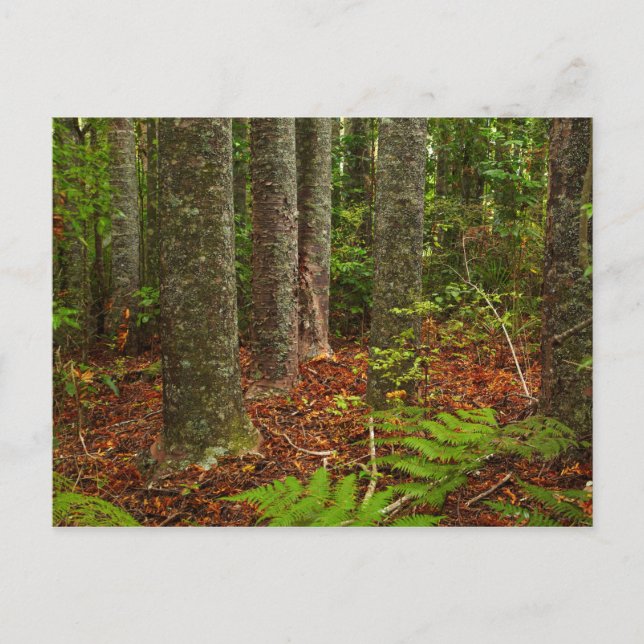 Kuri Bäume | Neuseeland Postkarte (Vorderseite)
