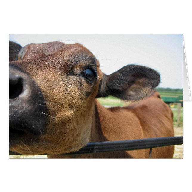 Kuriose Kuhkarte (Vorderseite (Horizontal))
