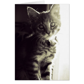 Kuriouser, Kuriouser in Schwarz und Weiß