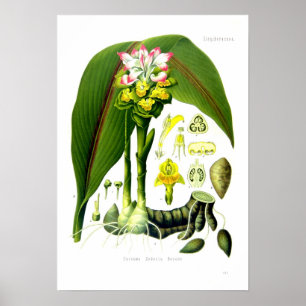 Kurkuma zedoaria poster